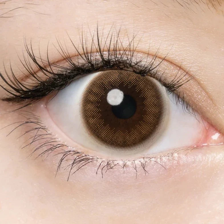 Flanmy Shell Sand Brown (DAILY/10P) Mashed Potato Company Colored Contact Lenses