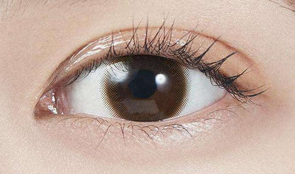 MOLAK Tint Brown (DAILY/10P) Mashed Potato Company Colored Contact Lenses